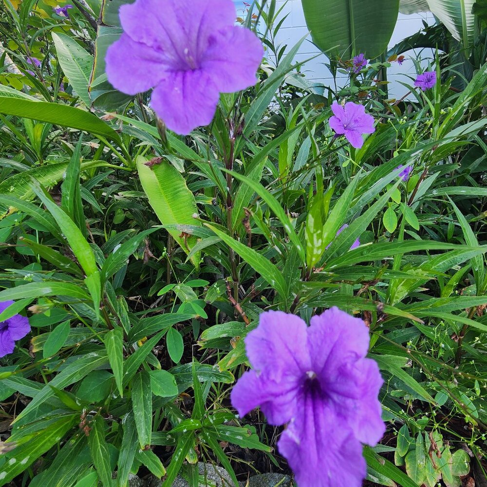 7 Purple Flowering Mexican Petunia (Ruellia simplex) Unrooted Stem Cuttings x 3